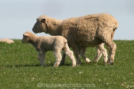 agricultural;agriculture;babies;baby;cute;farm;farming;farms;field;fields;fluffy;generation;generations;genetic;genetics;grass;green;lamb;lambs;meadow;meadows;mother;mothers;mutton;new;paddock;paddocks;pastoral;pasture;pastures;rural;spring;white;wool;woolly;wooly;young