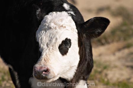 agricultural;agriculture;animal;animals;calf;calves;cattle;country;countryside;cow;cows;dairy;dairy-cow;dairy-cows;dunedin;farm;farming;farmland;farms;field;fields;fur;grass;grassy;Herbivore;Herbivores;Herbivorous;horn;horns;horticulture;Livestock;mammal;mammals;meadow;meadows;new-zealand;otago-peninsula;paddock;paddocks;pasture;pastures;rural;south-island;stock