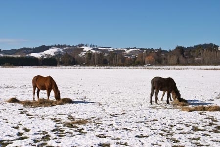 agricultural;agriculture;cold;country;countryside;Dunedin;eating;equestrian;farm;farming;farmland;farms;feed;feed-out;feed_out;field;fields;fodder;freeze;freezing;hay;horse;horses;meadow;meadows;New-Zealand;paddock;paddocks;pasture;pastures;rural;season;seasonal;seasons;snow;snowing;snowy;South-Island;Taieri-Plain;white;winter;winter-feed