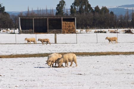 agricultural;agriculture;barn;cold;country;countryside;Dunedin;eating;farm;farming;farmland;farms;feed;feed-out;feed_out;field;fields;fodder;freeze;freezing;hay;hay-shed;hay-sheds;lamb;meadow;meadows;New-Zealand;paddock;paddocks;pasture;pastures;rural;season;seasonal;seasons;sheep;snow;snowing;snowy;South-Island;Taieri-Plain;white;winter;winter-feed;wool