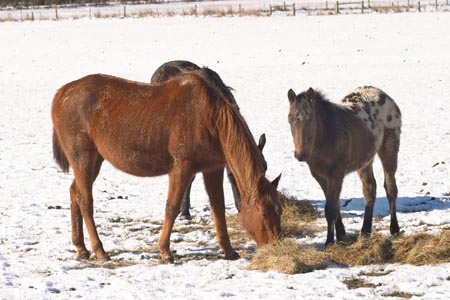 agricultural;agriculture;cold;country;countryside;Dunedin;eating;equestrian;farm;farming;farmland;farms;feed;feed-out;feed_out;field;fields;foal;foals;fodder;freeze;freezing;hay;horse;horses;meadow;meadows;New-Zealand;paddock;paddocks;pasture;pastures;ponies;pony;rural;season;seasonal;seasons;snow;snowing;snowy;South-Island;Taieri-Plain;white;winter;winter-feed