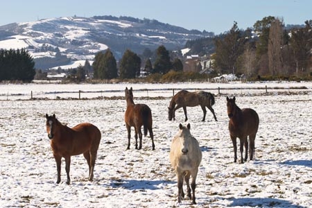 agricultural;agriculture;cold;country;countryside;Dunedin;eating;equestrian;farm;farming;farmland;farms;feed;feed-out;feed_out;field;fields;fodder;freeze;freezing;hay;horse;horses;meadow;meadows;New-Zealand;paddock;paddocks;pasture;pastures;rural;season;seasonal;seasons;snow;snowing;snowy;South-Island;Taieri-Plain;white;winter;winter-feed