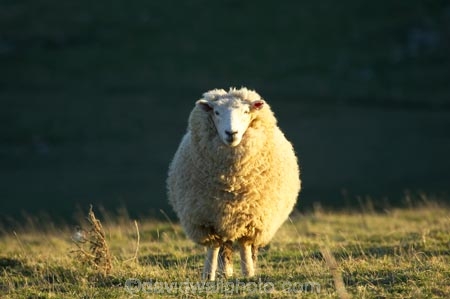 agricultural;agriculture;Animal;Animals;country;countryside;Dunedin;ewes;farm;Farm-animals;farming;farmland;farms;field;fields;herbivore;herbivores;herbivorous;livestock;mammal;mammals;meadow;meadows;N.Z.;New-Zealand;NZ;Otago;Otago-Peninsula;Outdoor;Outdoors;Outside;paddock;paddocks;pasture;pastures;rural;S.I.;Sheep;SI;South-Is.;South-Island;stock;white;wool;woolly;wooly