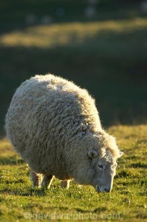 agricultural;agriculture;Animal;Animals;country;countryside;Dunedin;ewes;farm;Farm-animals;farming;farmland;farms;field;fields;herbivore;herbivores;herbivorous;livestock;mammal;mammals;meadow;meadows;N.Z.;New-Zealand;NZ;Otago;Otago-Peninsula;Outdoor;Outdoors;Outside;paddock;paddocks;pasture;pastures;rural;S.I.;Sheep;SI;South-Is.;South-Island;stock;white;wool;woolly;wooly