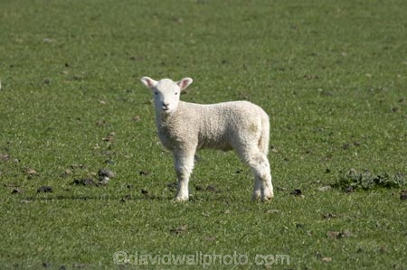 agricultural;agriculture;Animal;Animals;baby-sheep;country;countryside;Dunedin;ewes;farm;Farm-animals;farming;farmland;farms;field;fields;fresh;grass;green;grow;growth;herbivore;herbivores;herbivorous;lamb;lambs;livestock;mammal;mammals;meadow;meadows;N.Z.;New-Zealand;NZ;Otago;Outdoor;Outdoors;Outside;paddock;paddocks;pasture;pastures;renew;rural;S.I.;season;seasonal;seasons;Sheep;SI;South-Is.;South-Island;spring;springtime;stock;white;wool;woolly;wooly