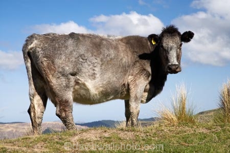 agricultural;agriculture;animal;animals;calves;cattle;country;countryside;cow;cows;dairy;dairy-cow;dairy-cows;dairy-farm;dairy-farms;Dunedin;farm;farming;farmland;farms;field;fields;grass;grassy;Herbivore;Herbivores;Herbivorous;Livestock;mammal;mammals;meadow;meadows;N.Z.;New-Zealand;NZ;Otago;paddock;paddocks;pasture;pastures;rural;S.I.;SI;South-Is.;South-Island;stock;Strath-Taieri