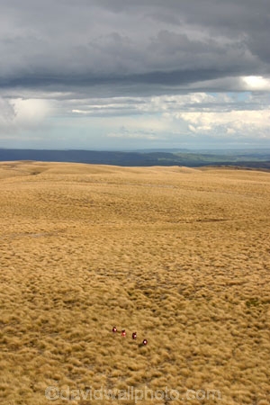Southern-Traverse;Southern-Traverse-2003;Southern-Traverse-Adventure-Race;Dunedin;Otago;New-Zealand;athlete;athletes;endure;endurance;stamina;challenge;effort;marathon;long-distance;long_distance;tarn;remote;wilderness;high-country;high_country;tussock;tussocks;tussock-land;grass;grassland;grasslands