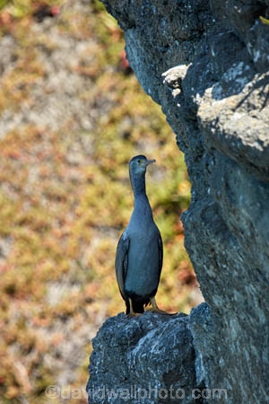 Animal;animals;avian;bird;bird-spotting;bird-watching;bird_watching;birds;cormorant;cormorants;Dunedin;eco-tourism;eco_tourism;ecotourism;Fauna;N.Z.;Natural;Nature;New-Zealand;NZ;Ornithology;S.I.;shag;shags;SI;South-Island;Spotted-shag;Stictocarbo-punctatus;Taiaroa-Head;wild;wildlife