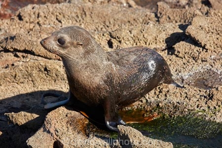 Animal;animals;arctocephalus;Arctocephalus-forsteri;Dunedin;eco-tourism;eco_tourism;ecotourism;Fauna;forsteri;fur;Fur-Seal;Fur-Seals;island;mammal;marine-mammals;N.Z.;N.Z.-Fur-Seal;N.Z.-Fur-Seals;Natural;Nature;new;New-Zealand;New-Zealand-Fur-Sea;New-Zealand-Fur-Seal;New-Zealand-Fur-Seals;NZ;NZ-Fur-Seal;NZ-Fur-Seals;Otago;Otago-Peninsula;seal;seals;SI;South-Island;wild;wildlife;zealand