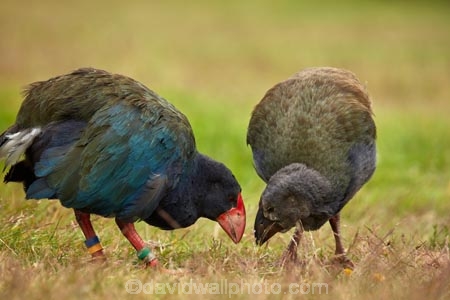 adult;Animal;animals;avian;bird;bird-spotting;bird-watching;bird_watching;birds;chick;chicks;Dunedin;eco-tourism;eco_tourism;Ecosanctuary;ecotourism;Fauna;flightless;flightless-bird;juvenile;juveniles;N.Z.;Natural;Nature;New-Zealand;notornis;NZ;Orakanui;Orakanui-Ecosanctuary;Ornithology;Orokanui;Orokanui-Ecosanctuary;Porphyrio-hochstetteri;predator-free;reserve;S.I.;SI;South-Island;South-Island-Takahe;Takahe;Takahe-chick;Takahe-chicks;takahes;wild;wildlife;wildlife-reserve