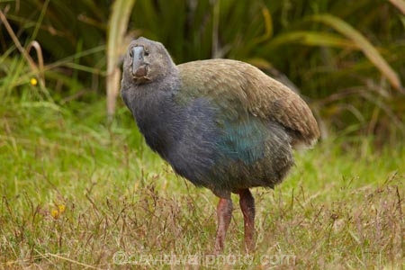 Animal;animals;avian;bird;bird-spotting;bird-watching;bird_watching;birds;chick;chicks;Dunedin;eco-tourism;eco_tourism;Ecosanctuary;ecotourism;Fauna;flightless;flightless-bird;juvenile;juveniles;N.Z.;Natural;Nature;New-Zealand;notornis;NZ;Orakanui;Orakanui-Ecosanctuary;Ornithology;Orokanui;Orokanui-Ecosanctuary;Porphyrio-hochstetteri;predator-free;reserve;S.I.;SI;South-Island;South-Island-Takahe;Takahe;Takahe-chick;Takahe-chicks;takahes;wild;wildlife;wildlife-reserve