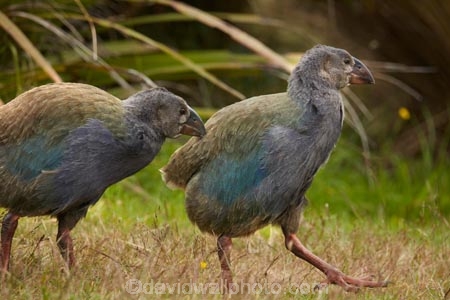 Animal;animals;avian;bird;bird-spotting;bird-watching;bird_watching;birds;chick;chicks;Dunedin;eco-tourism;eco_tourism;Ecosanctuary;ecotourism;Fauna;flightless;flightless-bird;juvenile;juveniles;N.Z.;Natural;Nature;New-Zealand;notornis;NZ;Orakanui;Orakanui-Ecosanctuary;Ornithology;Orokanui;Orokanui-Ecosanctuary;Porphyrio-hochstetteri;predator-free;reserve;S.I.;SI;South-Island;South-Island-Takahe;Takahe;Takahe-chick;Takahe-chicks;takahes;wild;wildlife;wildlife-reserve