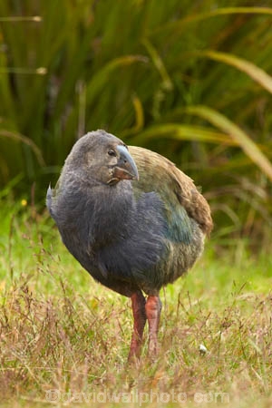 Animal;animals;avian;bird;bird-spotting;bird-watching;bird_watching;birds;chick;chicks;Dunedin;eco-tourism;eco_tourism;Ecosanctuary;ecotourism;Fauna;flightless;flightless-bird;juvenile;juveniles;N.Z.;Natural;Nature;New-Zealand;notornis;NZ;Orakanui;Orakanui-Ecosanctuary;Ornithology;Orokanui;Orokanui-Ecosanctuary;Porphyrio-hochstetteri;predator-free;reserve;S.I.;SI;South-Island;South-Island-Takahe;Takahe;Takahe-chick;Takahe-chicks;takahes;wild;wildlife;wildlife-reserve