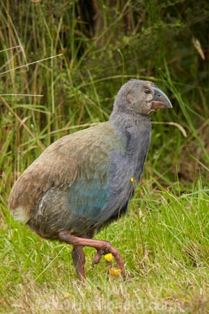 Animal;animals;avian;bird;bird-spotting;bird-watching;bird_watching;birds;chick;chicks;Dunedin;eco-tourism;eco_tourism;Ecosanctuary;ecotourism;Fauna;flightless;flightless-bird;juvenile;juveniles;N.Z.;Natural;Nature;New-Zealand;notornis;NZ;Orakanui;Orakanui-Ecosanctuary;Ornithology;Orokanui;Orokanui-Ecosanctuary;Porphyrio-hochstetteri;predator-free;reserve;S.I.;SI;South-Island;South-Island-Takahe;Takahe;Takahe-chick;Takahe-chicks;takahes;wild;wildlife;wildlife-reserve