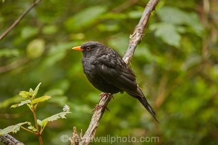 Animal;animals;avian;bird;bird-spotting;bird-watching;bird_watching;birds;Blackbird;blackbirds;Dunedin;eco-tourism;eco_tourism;Ecosanctuary;ecotourism;Fauna;N.Z.;Natural;Nature;New-Zealand;NZ;Orakanui;Orakanui-Ecosanctuary;Ornithology;Orokanui;Orokanui-Ecosanctuary;predator-free;reserve;S.I.;SI;South-Island;Turdus-merula;wild;wildlife;wildlife-reserve
