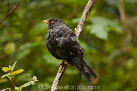 Animal;animals;avian;bird;bird-spotting;bird-watching;bird_watching;birds;Blackbird;blackbirds;Dunedin;eco-tourism;eco_tourism;Ecosanctuary;ecotourism;Fauna;N.Z.;Natural;Nature;New-Zealand;NZ;Orakanui;Orakanui-Ecosanctuary;Ornithology;Orokanui;Orokanui-Ecosanctuary;predator-free;reserve;S.I.;SI;South-Island;Turdus-merula;wild;wildlife;wildlife-reserve