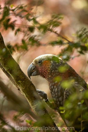 Animal;animals;avian;bird;bird-spotting;bird-watching;bird_watching;birds;Dunedin;eco-tourism;eco_tourism;Ecosanctuary;ecotourism;Fauna;kaka;kakas;N.Z.;Natural;Nature;nestor;Nestor-meridionali;New-Zealand;NZ;Orakanui;Orakanui-Ecosanctuary;Ornithology;Orokanui;Orokanui-Ecosanctuary;predator-free;reserve;S.I.;SI;South-Island;wild;wildlife;wildlife-reserve