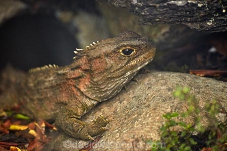 animal;cold-blooded;cold_blooded;dragon;dragons;Dunedin;lizard;lizards;N.I.;N.Z.;natural;nature;New-Zealand;NI;NZ;Orokanui-Ecosanctuary;Otago;Pukaha;reptile;reptiles;rhynchocephalia;SI;South-Island;Sphenodon-punctatus;Tuatara;tuataras;wildlife;zealand