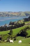 agricultural;agriculture;coast;coastal;coastline;coastlines;coasts;country;countryside;Dunedin;farm;farming;farmland;farms;field;fields;harbor;harbors;harbour;harbours;livestock;meadow;meadows;N.Z.;New-Zealand;NZ;ocean;oceans;Otago;Otago-Harbour;Otago-Peninsula;paddock;paddocks;pasture;pastures;rural;S.I.;Sawyers-Bay;sea;sheep;shore;shoreline;shorelines;shores;SI;South-Is.;South-Island;stock;water