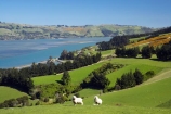 agricultural;agriculture;coast;coastal;coastline;coastlines;coasts;country;countryside;Dunedin;farm;farming;farmland;farms;field;fields;harbor;harbors;harbour;harbours;livestock;meadow;meadows;N.Z.;New-Zealand;NZ;ocean;oceans;Otago;Otago-Harbour;Otago-Peninsula;paddock;paddocks;pasture;pastures;rural;S.I.;Sawyers-Bay;sea;sheep;shore;shoreline;shorelines;shores;SI;South-Is.;South-Island;stock;water