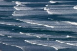 Allens-Beach;beach;beaches;coast;coastal;coastline;coastlines;coasts;Dunedin;N.Z.;New-Zealand;NZ;ocean;Otago;Otago-Peninsula;pacific-ocean;S.I.;sea;shore;shoreline;shorelines;shores;SI;South-Is.;South-Island;water;wave;Waves