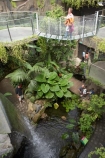 butterflies;butterfly;Discovery-World-Tropical-Forest;Dunedin;glass-bridge;museum;museums;N.Z.;New-Zealand;NZ;Otago;Otago-Museum;S.I.;SI;South-Is.;South-Island;Tropcial-Butterfly-House;tropical;waterfall;waterfalls