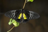 butterflies;butterfly;Discovery-World-Tropical-Forest;Dunedin;museum;museums;N.Z.;New-Zealand;NZ;Otago;Otago-Museum;S.I.;SI;South-Is.;South-Island;Tropcial-Butterfly-House;tropical