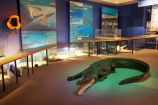 Crocodile;crocodiles;Dunedin;museum;museums;N.Z.;New-Zealand;NZ;Otago;Otago-Museum;S.I.;SI;South-Is.;South-Island;Southern-Land-Display