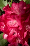 bloom;blooming;blooms;city-garden;city-gardens;council-garden;council-gardens;Dunedin;Dunedin-Botanic-Garden;Dunedin-Botanic-Gardens;Dunedin-Botanical-Garden;Dunedin-Botanical-Gardens;flower;flowers;fresh;garden;gardens;grow;growth;N.Z.;New-Zealand;NZ;Otago;pink;Rhododendron;Rhododendrons;S.I.;season;seasonal;seasons;SI;South-Is.;South-Island;spring;springtime