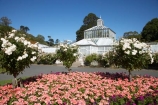 bloom;blooming;blooms;Botanic-Garden;Botanic-Gardens;Botanical-Garden;Botanical-Gardens;city-garden;city-gardens;color;colorful;colour;colourful;council-garden;council-gardens;Dunedin;Dunedin-Botanic-Garden;Dunedin-Botanic-Gardens;Dunedin-Botanical-Garden;Dunedin-Botanical-Gardens;Dunedin-Gardens;flower;flowers;fresh;garden;gardens;glasshouse;glasshouses;grow;growth;N.Z.;New-Zealand;NZ;Otago;pink;plant;plants;S.I.;season;seasonal;seasons;SI;South-Is.;South-Island;spring;springtime
