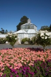 bloom;blooming;blooms;Botanic-Garden;Botanic-Gardens;Botanical-Garden;Botanical-Gardens;city-garden;city-gardens;color;colorful;colour;colourful;council-garden;council-gardens;Dunedin;Dunedin-Botanic-Garden;Dunedin-Botanic-Gardens;Dunedin-Botanical-Garden;Dunedin-Botanical-Gardens;Dunedin-Gardens;flower;flowers;fresh;garden;gardens;glasshouse;glasshouses;grow;growth;N.Z.;New-Zealand;NZ;Otago;pink;plant;plants;S.I.;season;seasonal;seasons;SI;South-Is.;South-Island;spring;springtime