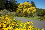 ash-tree;ash-trees;autumn;autumnal;Black_eyed-Susan-Flowers;bloom;blooming;blooms;Botanic-Garden;Botanic-Gardens;Botanical-Garden;Botanical-Gardens;city-garden;city-gardens;color;colorful;colour;colourful;council-garden;council-gardens;Dunedin;Dunedin-Botanic-Garden;Dunedin-Botanic-Gardens;Dunedin-Botanical-Garden;Dunedin-Botanical-Gardens;Dunedin-Gardens;fall;flower;flowers;Fraxinus-aureus;fresh;garden;gardens;Golden-Ash-Tree;Golden-Ashes;grow;growth;N.Z.;New-Zealand;NZ;Otago;plant;plants;Rudbeckia;S.I.;season;seasonal;seasons;SI;South-Is.;South-Island;spring;springtime;tree;trees;yellow
