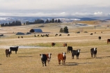 agricultural;agriculture;cattle;cattle-beast;country;countryside;cow;cows;farm;farming;farmland;farms;field;fields;livestock;meadow;meadows;Middlemarch;N.Z.;New-Zealand;NZ;Otago;paddock;paddocks;pasture;pastures;rural;S.I.;SI;South-Is.;South-Island;stock;Strath-Taieri;Sutton