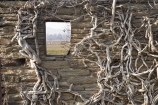 abandon;abandoned;building;buildings;castaway;character;climbing-plant;climbing-plants;derelict;derelict-stone-building;dereliction;deserted;desolate;desolation;destruction;heritage;historic;historic-building;historic-buildings;historical;historical-building;historical-buildings;history;Middlemarch;N.Z.;neglect;neglected;New-Zealand;NZ;old;old-fashioned;old_fashioned;Otago;ruin;ruins;run-down;rustic;S.I.;SI;South-Is.;South-Island;Strath-Taieri;tradition;traditional;vintage