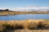 agricultural;agriculture;country;countryside;dam;dams;farm;farming;farmland;farms;field;fields;irigation-pond;irrigation-dam;irrigation-dams;irrigation-ponds;meadow;meadows;Middlemarch;N.Z.;New-Zealand;NZ;Otago;paddock;paddocks;pasture;pastures;pond;ponds;rural;S.I.;SI;South-Is.;South-Island;Strath-Taieri;tussock;tussocks