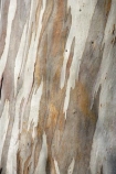 Dunedin;eucalypt;eucalypts;eucalyptus;eucalytis;gum;gum-tree;gum-trees;gums;N.Z.;New-Zealand;NZ;Otago;S.I.;SI;South-Is.;South-Island;tree;tree-trunk;tree-trunks;trees