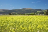 agricultural;agriculture;bloom;blooming;blooms;canola;canola-field;canola-fields;country;countryside;crop;crops;Dunedin;farm;farming;farmland;farms;field;fields;flower;flowering;flowers;fresh;grow;growth;horticulture;meadow;meadows;N.Z.;New-Zealand;NZ;Otago;paddock;paddocks;pasture;pastures;plant;plants;rapeseed;Rapeseed-Field;rapeseed-fields;renew;rural;S.I.;season;seasonal;seasons;SI;South-Is.;South-Island;spring;springtime;summer;Taieri-Plain;Taieri-Plains;yellow;yellow-flower;yellow-flowers
