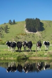 agricultural;agriculture;animal;animals;calm;calves;canal;canals;cattle;country;countryside;cow;cows;dairy;dairy-cow;dairy-cows;dairy-farm;dairy-farms;Dunedin;farm;farming;farmland;farms;field;fields;fresh;grass;grassy;grow;growth;Henley;Herbivore;Herbivores;Herbivorous;Livestock;mammal;mammals;meadow;meadows;N.Z.;New-Zealand;NZ;Otago;paddock;paddocks;pasture;pastures;placid;quiet;reflection;reflections;renew;rural;S.I.;season;seasonal;seasons;serene;SI;smooth;South-Is.;South-Island;spring;springtime;still;stock;Taieri-Plain;Taieri-Plains;tranquil;water