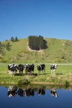 agricultural;agriculture;animal;animals;calm;calves;canal;canals;cattle;country;countryside;cow;cows;dairy;dairy-cow;dairy-cows;dairy-farm;dairy-farms;Dunedin;farm;farming;farmland;farms;field;fields;fresh;grass;grassy;grow;growth;Henley;Herbivore;Herbivores;Herbivorous;Livestock;mammal;mammals;meadow;meadows;N.Z.;New-Zealand;NZ;Otago;paddock;paddocks;pasture;pastures;placid;quiet;reflection;reflections;renew;rural;S.I.;season;seasonal;seasons;serene;SI;smooth;South-Is.;South-Island;spring;springtime;still;stock;Taieri-Plain;Taieri-Plains;tranquil;water
