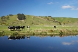 agricultural;agriculture;animal;animals;calm;calves;canal;canals;cattle;country;countryside;cow;cows;dairy;dairy-cow;dairy-cows;dairy-farm;dairy-farms;Dunedin;farm;farming;farmland;farms;field;fields;fresh;grass;grassy;grow;growth;Henley;Herbivore;Herbivores;Herbivorous;Livestock;mammal;mammals;meadow;meadows;N.Z.;New-Zealand;NZ;Otago;paddock;paddocks;pasture;pastures;placid;quiet;reflection;reflections;renew;rural;S.I.;season;seasonal;seasons;serene;SI;smooth;South-Is.;South-Island;spring;springtime;still;stock;Taieri-Plain;Taieri-Plains;tranquil;water
