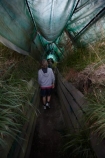 child;children;Dunedin;eco-toruism;eco_tourism;ecotourism;hide;hides;N.Z.;New-Zealand;NZ;Otago;Otago-Peninsula;Penguin-Place;Pipikaretu-Beach;S.I.;SI;South-Is;South-Island;Sth-Is;tourism;tourist;tourists