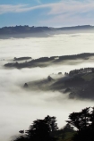 cloud;clouds;cloudy;Dunedin;fog;foggy;fogs;mist;mists;misty;monochromatic;monochrome;N.Z.;New-Zealand;NZ;Otago;Otago-Harbor;Otago-Harbour;Otago-Peninsula;S.I.;SI;South-Is.;South-Island;tree;trees;unusual-weather;weather