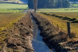 agricultural;agriculture;brook;brooks;country;countryside;creek;creeks;drain;drainage-channel;drainage-channels;drainage-ditch;drainage-ditches;drains;Dunedin;farm;farming;farmland;farms;fenced-riparian-strip;field;fields;meadow;meadows;N.Z.;New-Zealand;NZ;Otago;paddock;paddocks;pasture;pastures;riparian-area;riparian-areas;riparian-buffer;riparian-buffer-zone;riparian-buffer-zones;riparian-buffers;riparian-strip;riparian-strips;riparian-zone;riparian-zones;rural;S.I.;SI;South-Is;South-Island;stream;streams;Taieri-Plain;Taieri-Plains;water;watercourse;watercouses;waterway;waterways