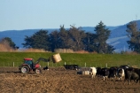 agricultural;agriculture;animal;animals;cattle;country;countryside;cow;cows;dairy;dairy-cow;dairy-cows;dairy-farm;dairy-farms;Dunedin;farm;farming;farmland;farms;feeding-out;field;fields;hay;hay-bale;hay-bales;Herbivore;Herbivores;Herbivorous;Livestock;mammal;mammals;meadow;meadows;N.Z.;New-Zealand;NZ;Otago;paddock;paddocks;pasture;pastures;rural;S.I.;SI;South-Is;South-Island;stock;straw;Taieri-Plain;Taieri-Plains;tractor;tractors;winter-feed