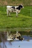 agricultural;agriculture;animal;animals;calm;cattle;country;countryside;cow;cows;Dunedin;farm;farming;farmland;farms;field;fields;fresh;grass;grassy;grow;growth;Henley;Herbivore;Herbivores;Herbivorous;Livestock;mammal;mammals;meadow;meadows;N.Z.;New-Zealand;NZ;Otago;Outram;paddock;paddocks;pasture;pastures;placid;quiet;reflection;reflections;renew;rural;S.I.;season;seasonal;seasons;serene;SI;smooth;South-Is;South-Is.;South-Island;Sth-Is;still;stock;Taieri-Plain;Taieri-Plains;tranquil;water