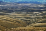 hill;hills;hilly;rolling;shadows;mountain;mountains;brown;grass;tussock;tussocks;field;fields
