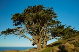 Cupressus-macrocarpa;Dunedin;Macrocarpa-Tree;Macrocarpa-Trees;Monterey-Cypress;N.Z.;New-Zealand;NZ;Otago;Otago-Peninsula;South-Is;South-Island;Sth-Is;tree;trees