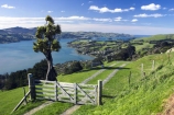 agricultural;agriculture;cabbage-tree;country;countryside;crop;crops;dunedin;farm;farming;farmland;farms;fence;field;fields;gate;gate-post;gates;grass;grazing;harbor;harbours;high;highcliff-road;hill;horticulture;lamb;meadow;meadows;new-zealand;otago-harbor;otago-harbour;otago-peninsula;paddock;paddocks;pastoral;pasture;pastures;rural;scenary;scenery;scenic;sheep;south-island;tree;trees;view