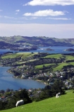 agricultural;agriculture;country;countryside;dunedin;farm;farming;farmland;farms;field;fields;grazing;harbor;harbours;highcliff-road;meadow;meadows;new-zealand;otago-harbor;otago-harbour;otago-peninsula;paddock;paddocks;pasture;pastures;rural;scenary;scenery;scenic;sheep;south-island;tree;trees;view