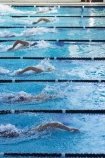 competition-sport;dive;diving;Dunedin;lane;lanes;Moana-Pool;N.Z.;New-Zealand;NZ;pool;pools;race;races;S.I.;SI;South-Is.;South-Island;sport;sports;start;starting;starts;swim;Swimming-Races;water;water-sports